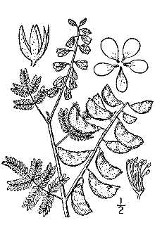 <i>Caesalpinia jamesii</i> (Torr. & A. Gray) Fisher