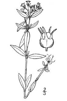 <i>Houstonia lanceolata</i> (Poir.) Britton