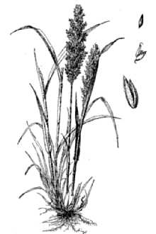 Common Velvetgrass