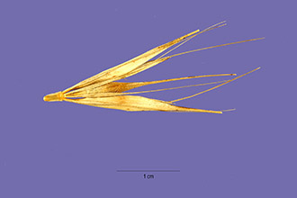 <i>Critesion murinum</i> (L.) Á. Löve ssp. leporinum (Link) Á. Löve