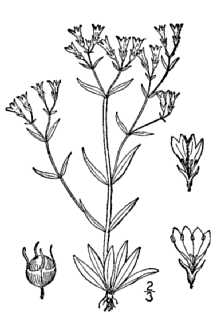 <i>Oldenlandia purpurea</i> (L.) A. Gray var. tenuifolia (Nutt.) A. Gray ex Chapm.