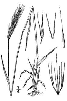 <i>Hordeum jubatum</i> L. ssp. breviaristatum Bowden
