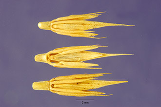 <i>Critesion jubatum</i> (L.) Nevski ssp. breviaristatum (Bowden) Á. Löve & D. Löve