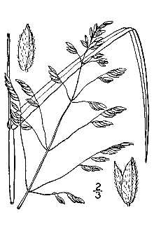 Rice Cutgrass