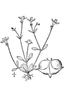 <i>Hedyotis caerulea</i> (L.) Hook. var. minima (Beck) Fosberg