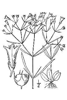 <i>Oldenlandia purpurea</i> (L.) A. Gray var. tenuifolia (Nutt.) A. Gray ex Chapm.