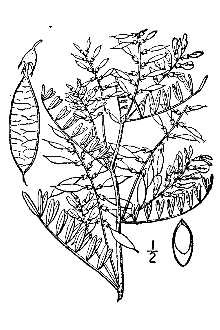 Looseflower Milkvetch