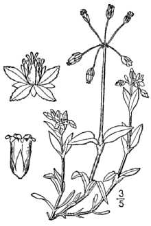 <i>Holosteum umbellatum</i> L. ssp. umbellatum