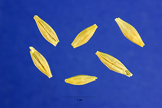 <i>Hordeum vulgare</i> L. ssp. hexastichon (L.) Bonnier & Layens