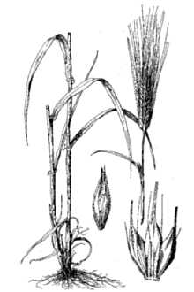 <i>Hordeum vulgare</i> L. ssp. hexastichon (L.) Bonnier & Layens