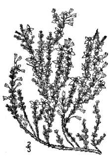 <i>Hudsonia ericoides</i> L. ssp. andersonii Nickerson & Skog