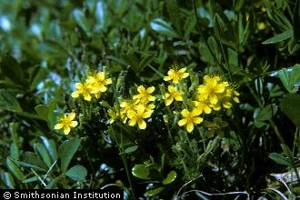 <i>Hudsonia ericoides</i> L. ssp. andersonii Nickerson & Skog