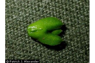 <i>Huperzia lucidula</i> (Michx.) Trevis. var. tryonii (Mohlenbr.) Mohlenbr.