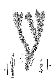 <i>Lycopodium lucidulum</i> Michx. var. tryonii Mohlenbr.