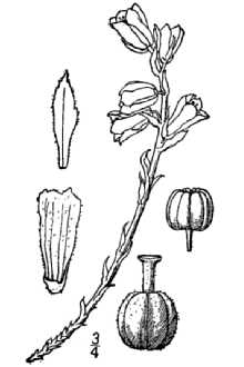 <i>Hypopitys fimbriata</i> (A. Gray) Howell