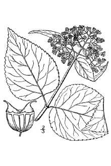 <i>Hydrangea arborescens</i> L. var. oblonga Torr. & A. Gray