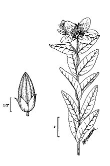 <i>Hypericum pyramidatum</i> Aiton