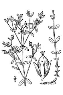 <i>Hypericum mutilum</i> L. ssp. boreale (Britton) J.M. Gillett