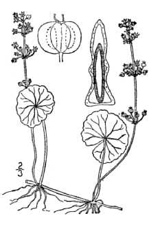 <i>Hydrocotyle verticillata</i> Thunb. var. triradiata (A. Rich.) Fernald