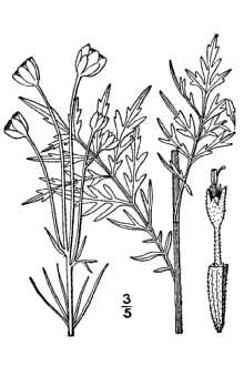 <i>Hymenopappus carolinensis</i> (Lam.) Porter