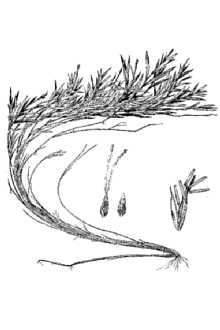 Southern Watergrass
