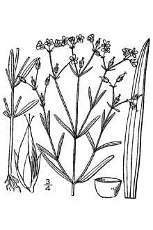 <i>Hypericum canadense</i> L. var. galiiforme Fernald