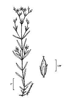 <i>Hypericum canadense</i> L. var. magninsulare Weath.