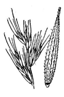 California Bottlebrush Grass