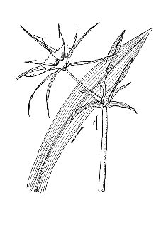 <i>Hymenocallis moldenkiana</i> Traub
