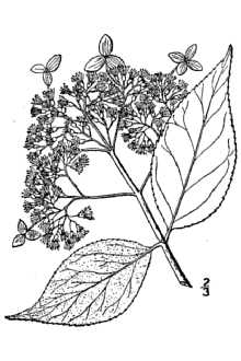 <i>Hydrangea arborescens</i> L. var. discolor Ser. ex DC.