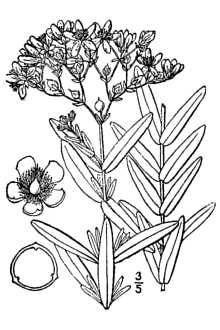 <i>Hypericum opacum</i> Torr. & A. Gray