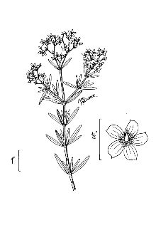 <i>Hypericum opacum</i> Torr. & A. Gray