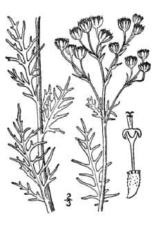 <i>Hymenopappus corymbosus</i> Torr. & A. Gray