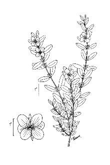 <i>Hypericum stans</i> (Michx. ex Willd.) P. Adams & N. Robson