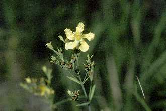 <i>Hypericum denticulatum</i> Walter var. ovalifolium (Britton) S.F. Blake