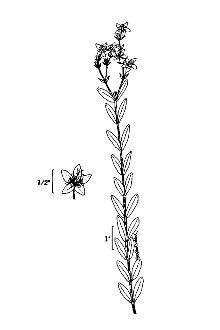 <i>Hypericum denticulatum</i> Walter var. ovalifolium (Britton) S.F. Blake