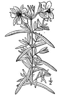 <i>Hypericum bissellii</i> B.L. Rob.