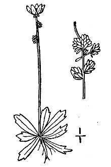 <i>Micranthes foliolosa</i> (R. Br.) Gornall
