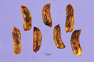 <i>Hypericum splendens</i> Small