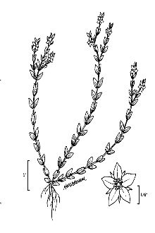<i>Hypericum galioides</i> Lam. var. pallidum C. Mohr