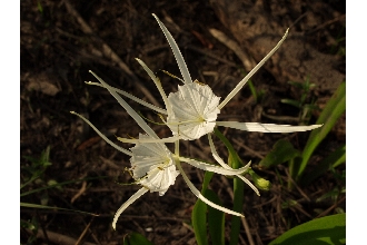Gholson's Spider-lily