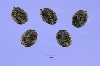 <i>Ornithogalum hirsutum</i> L.