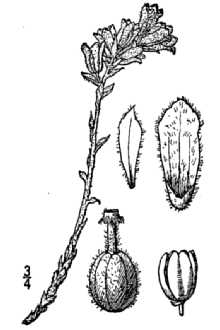 <i>Monotropa hypopithys</i> L. var. latisquama (Rydb.) Kearney & Peebles