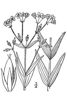 <i>Hypericum canadense</i> L. var. majus A. Gray