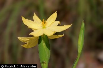 Mexican Yellow Star-grass