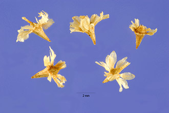 <i>Ambrosia monogyra</i> (Torr. & A. Gray) Strother & B.G. Baldw.
