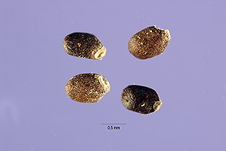 <i>Hyptis mutabilis</i> (A. Rich.) Briq. var. spicata (Poit.) Briq.