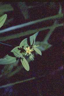 <i>Hypericum mutilum</i> L. var. parviflorum (Willd.) Fernald