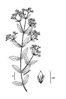 <i>Hypericum mutilum</i> L. var. latisepalum Fernald