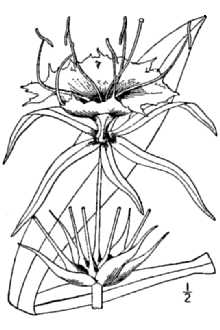 Northern Spiderlily